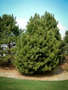 Сосна Чёрная (Pinus Nigra) купить по цене от 270.00р. в интернет-магазине «Посадика» с доставкой почтой в в Спасске и по всей России – [изображение №1].