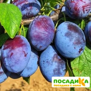 Слива Чачакская ранняя купить по цене от 229.00р. в интернет-магазине «Посадика» с доставкой почтой в в Спасске и по всей России – [изображение №1].