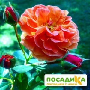 Роза Арабия купить по цене от 350.00р. в интернет-магазине «Посадика» с доставкой почтой в в Спасске и по всей России – [изображение №1].