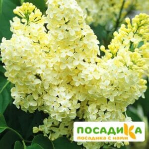 Сирень Примроуз (Primrose) купить по цене от 529.00р. в интернет-магазине «Посадика» с доставкой почтой в в Спасске и по всей России – [изображение №1].