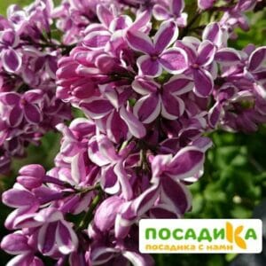 Сирень Сенсация купить по цене от 529.00р. в интернет-магазине «Посадика» с доставкой почтой в в Спасске и по всей России – [изображение №1].