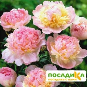 Пион Распберри Сандей (Paeonia Raspberry Sundae) купить по цене от 959р. в интернет-магазине «Посадика» с доставкой почтой в в Спасске и по всей России – [изображение №1].