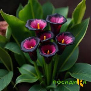 Калла Аура Лейс купить по цене от 400р. в интернет-магазине «Посадика» с доставкой почтой в в Спасске и по всей России – [изображение №1].