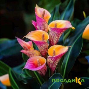 Калла Оникс купить по цене от 450р. в интернет-магазине «Посадика» с доставкой почтой в в Спасске и по всей России – [изображение №1].