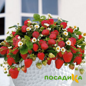 Клубника Рубиновый Шепот (горшечная) купить по цене от 240р. в интернет-магазине «Посадика» с доставкой почтой в в Спасске и по всей России – [изображение №1].