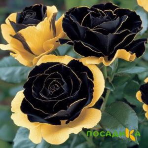 Роза Ханни Сикл купить по цене от 700р. в интернет-магазине «Посадика» с доставкой почтой в в Спасске и по всей России – [изображение №1].