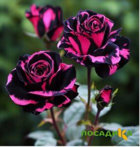 Роза Багровый Шепот купить по цене от 366р. в интернет-магазине «Посадика» с доставкой почтой в в Спасске и по всей России – [изображение №1].