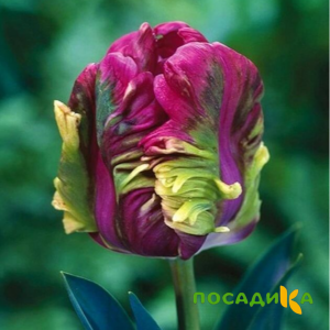 Тюльпан Экзотик Хэвен купить по цене от 186р. в интернет-магазине «Посадика» с доставкой почтой в в Спасске и по всей России – [изображение №1].